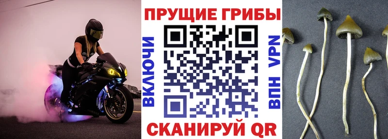 Псилоцибиновые грибы мухоморы  Купить закладки  Курлово 